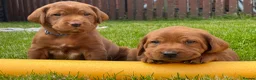 Labrador Retriever dogs for sale: KC registered Fox Red Labrador puppies. - Advert 4