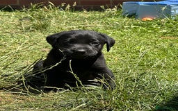 Labrador Retriever dogs for sale: 2 Beautiful female black lab READY TO LEAVE NOW!  in Tidworth - Image 22