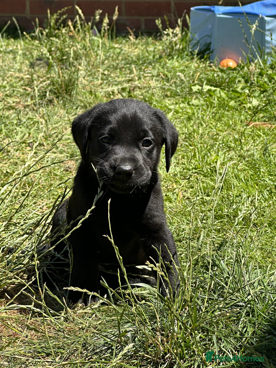 Labrador Retriever dogs for sale: 2 Beautiful female black lab READY TO LEAVE NOW!  in Tidworth - Image 22