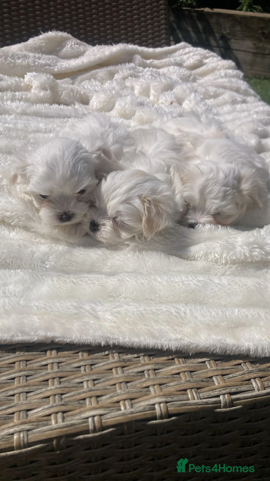 Maltese dogs for sale: Maltese puppies  in Doncaster - Advert 7