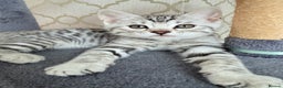 Bengal cats for sale: kittens - Advert 2
