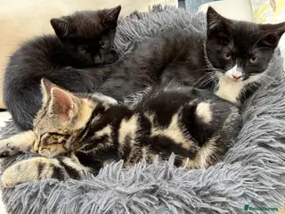 Mixed Breed cats for sale: 1 Scottish straight x fold & 1 domestic litter 🐈 - Advert 2