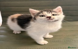 Mixed Breed cats for sale: Calico Grey, Pale Ginger & White ready now - Image 3