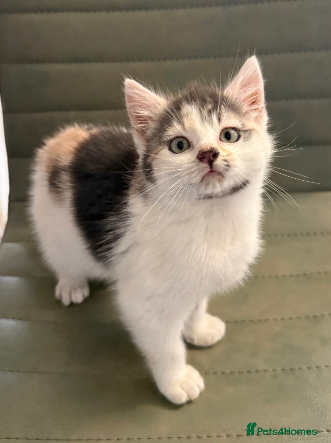 Mixed Breed cats for sale: Calico Grey, Pale Ginger & White ready now - Image 3