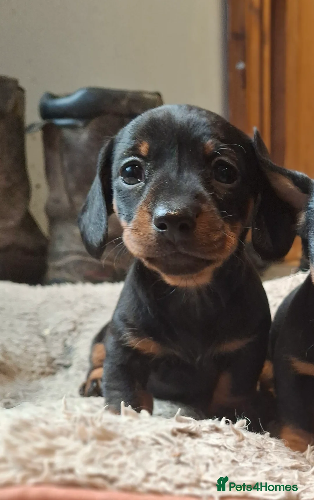 Miniature Dachshund dogs for sale: black and tan miniature dachshunds girls - Advert 2