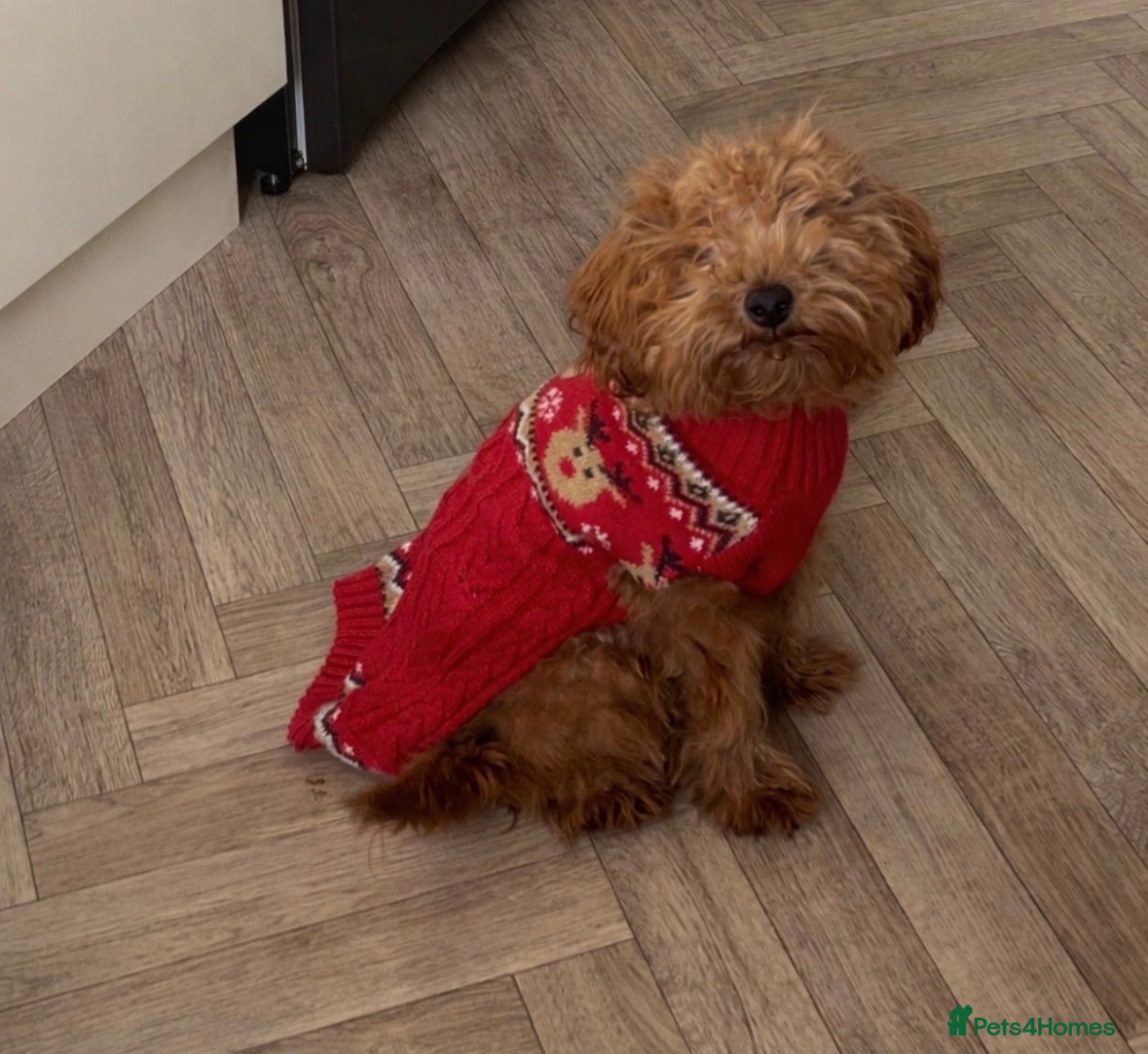 Cockapoo dogs Multigen Cockapoo – 9 Months – Loving Home Needed in Truro - Advert 12