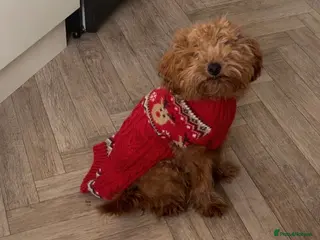 Cockapoo dogs Multigen Cockapoo – 9 Months – Loving Home Needed in Truro - Advert 12