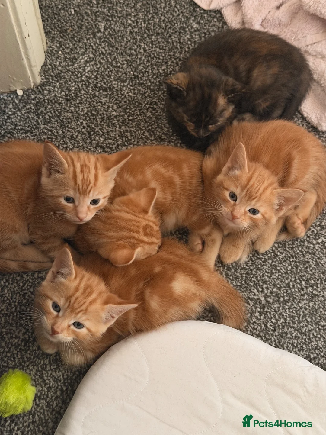 Mixed Breed cats for sale: Kittens  in Barnsley - Advert 3