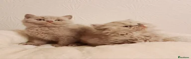 Lilac Longhair Female