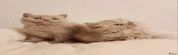 British Shorthair cats for sale: Beautiful British Shorthair Males & Females - Advert 5