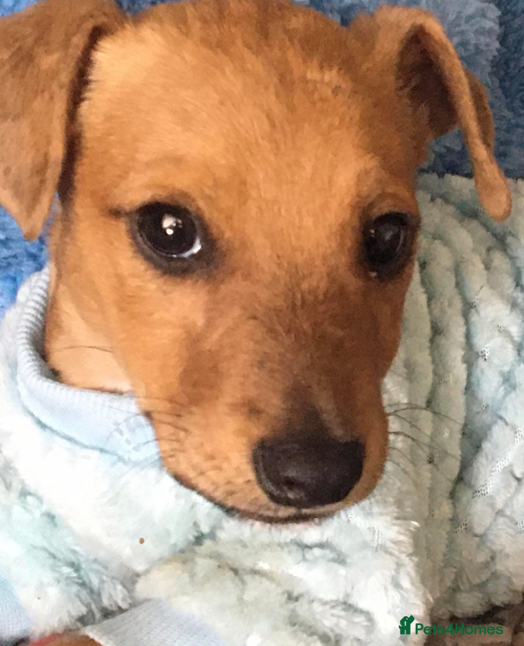 Mixed Breed dogs for sale: Alfie - Image 1