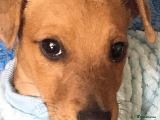 Mixed Breed dogs - Advert 28