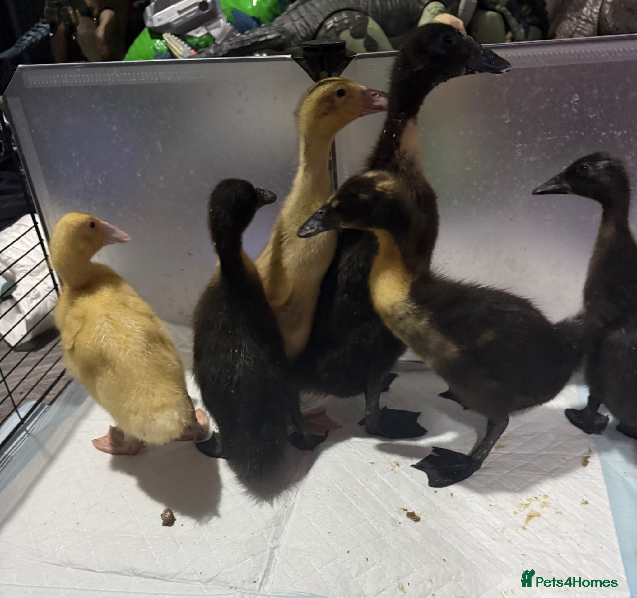 Ducks poultry for sale: Ducklings  - Advert 4