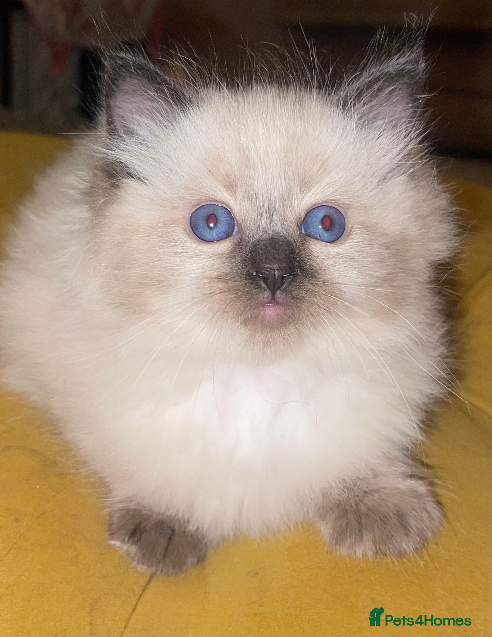 Ragdoll cats PURE RAGDOLL KITTENS-𝘿𝙚𝙘 17𝙩𝙝 LAST GIRL💗 - Advert 5