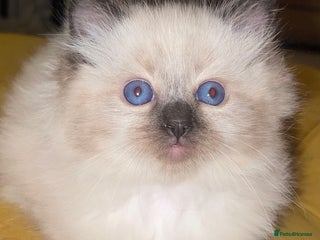 Ragdoll cats PURE RAGDOLL KITTENS-𝘿𝙚𝙘 17𝙩𝙝 LAST GIRL💗 - Advert 14
