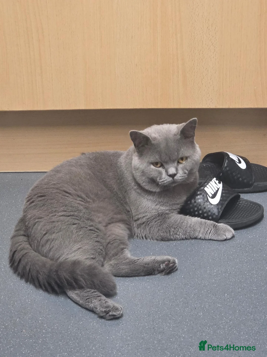 British Shorthair cats for sale: Rehoming my georgeus British Shorthair - Advert 2