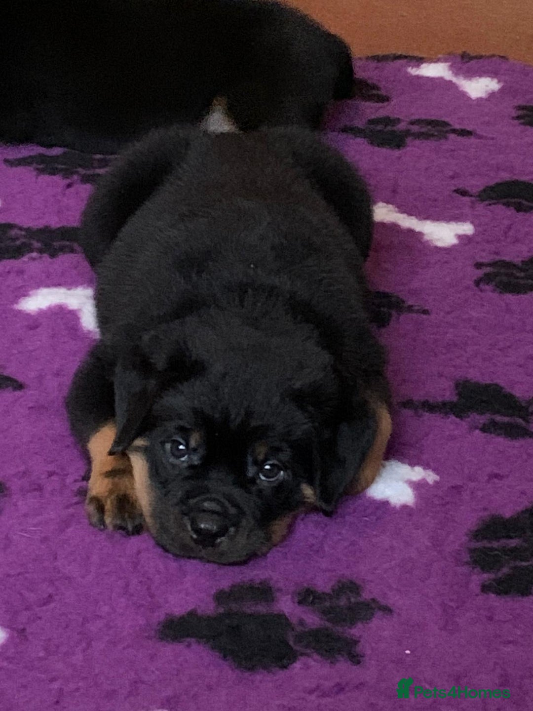 Rottweiler dogs for sale: Proper big old fashioned Rottie  pups ready now  - Advert 9