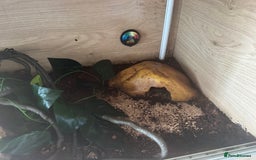 Python Snake reptiles for sale: Ball python  - Image 8