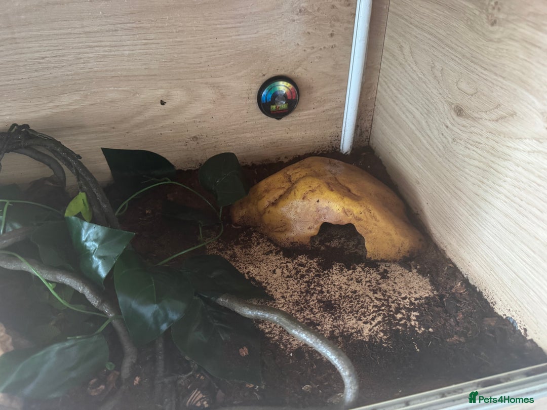 Python Snake reptiles for sale: Ball python  - Image 8
