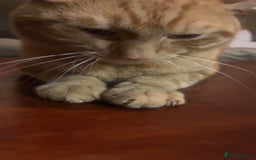 Domestic Shorthair cats for sale: Friendly Ginger Tabby Cat Looking for a Loving Hom - Image 4