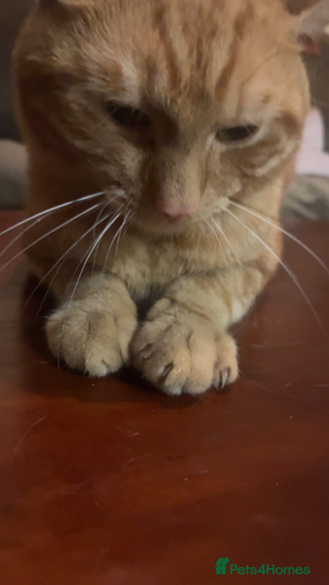 Domestic Shorthair cats for sale: Friendly Ginger Tabby Cat Looking for a Loving Hom - Image 4