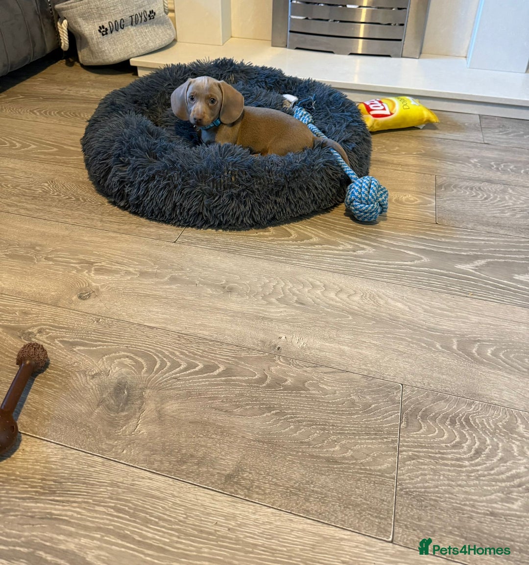 Miniature Dachshund dogs for sale: 8 Week Old Miniature Dachshund Puppies - Image 7