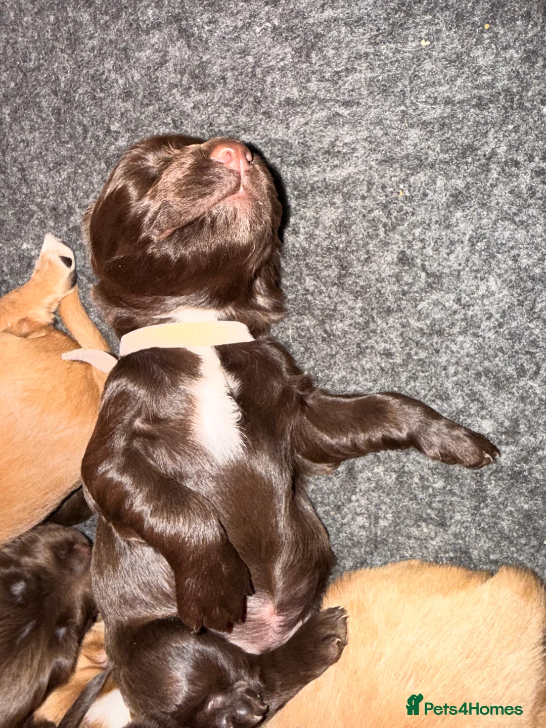 Sprocker dogs for sale: Sprocker Pups - Advert 36