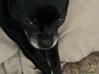 Chug dogs Chug Puppy for Sale Best of Litter (Longhaired) - Advert 1