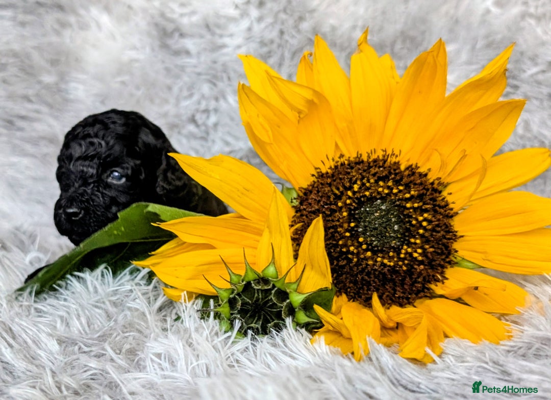 Toy Poodle dogs for sale: 🖤Toy poodle boy🖤 HEALTH TESTED PARENTS! - Image 4