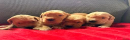 Golden Retriever dogs for sale: Health Tested Gold/Red KC Golden Retriever Puppies - Advert 1