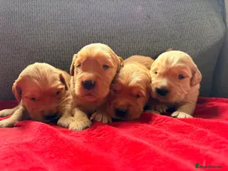 Golden Retriever dogs Health Tested Gold/Red KC Golden Retriever Puppies - Advert 1