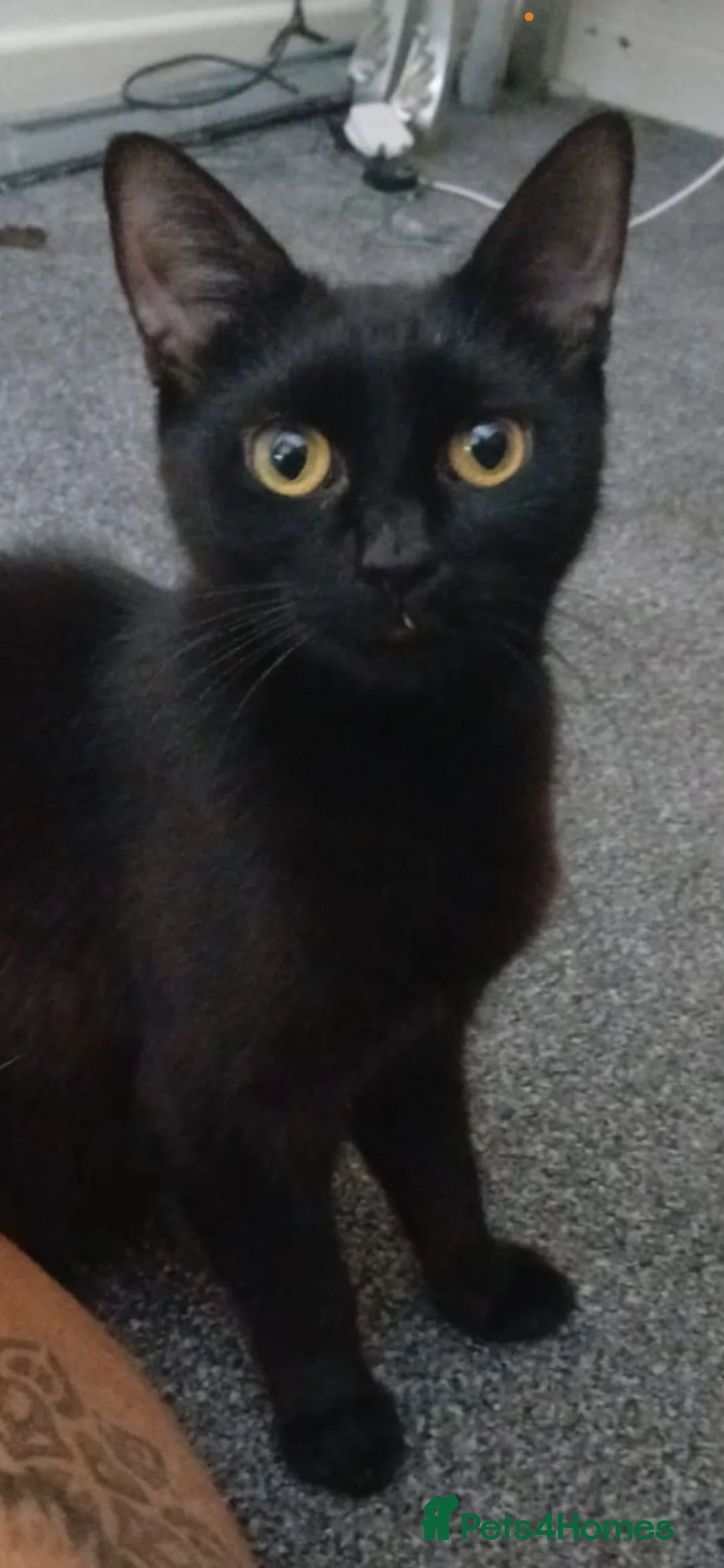 Mixed Breed cats for sale: Beautiful tabby female kitten  - Advert 1