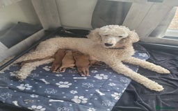 Cockapoo dogs for sale: Adorable Cockerpoo Puppies - Image 9