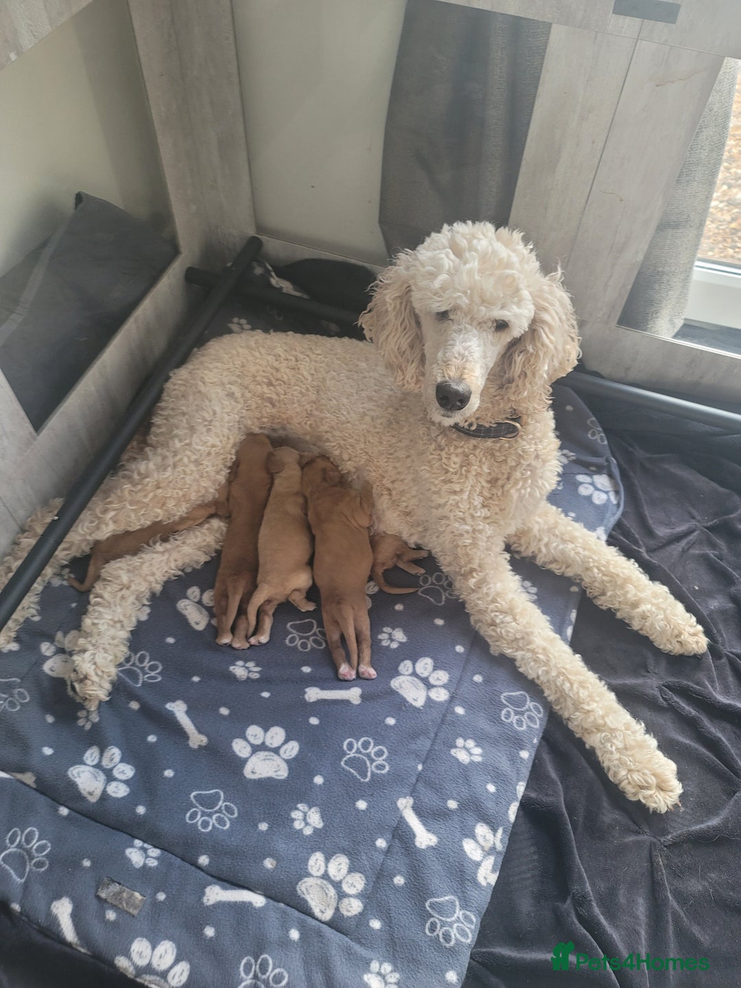 Cockapoo dogs for sale: Adorable Cockerpoo Puppies - Image 9