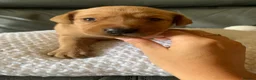 Labrador Retriever dogs for sale: WORKING KC REG FOX RED LABRADOR PUPPIES FOR SALE  - Advert 6