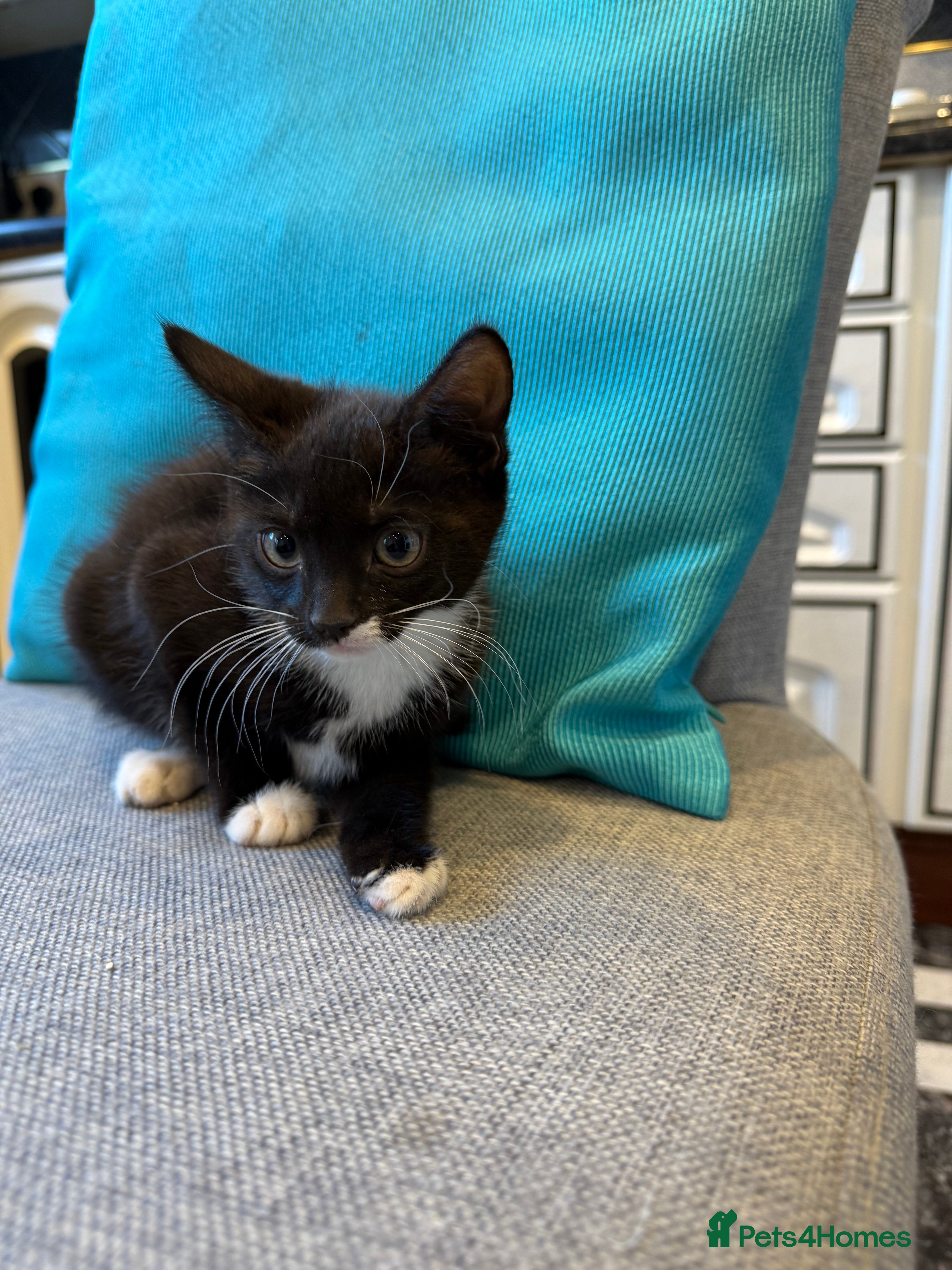 Mixed Breed cats Playful kittens 🐱 🩷 - Advert 6