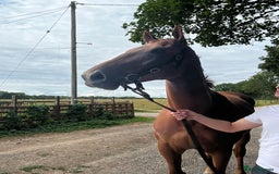 Irish Thoroughbred horses for sale: Fabulous Big Red - Image 2