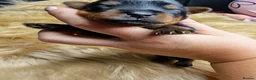 Yorkshire Terrier dogs for sale: Beautiful Yorkies for sale - Advert 6