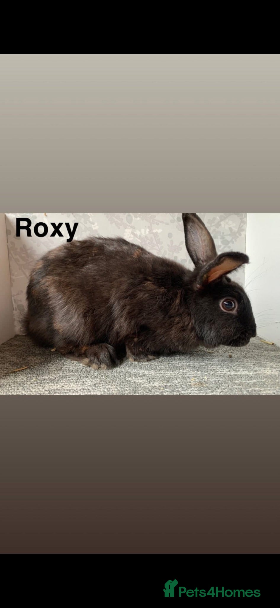 Lionhead rabbits Not sure on her breed  - Advert 6
