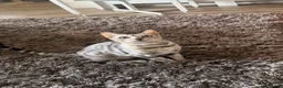 Bengal cats for sale: 8 month old Bengal female kitten for sale in Southampton - Advert 2