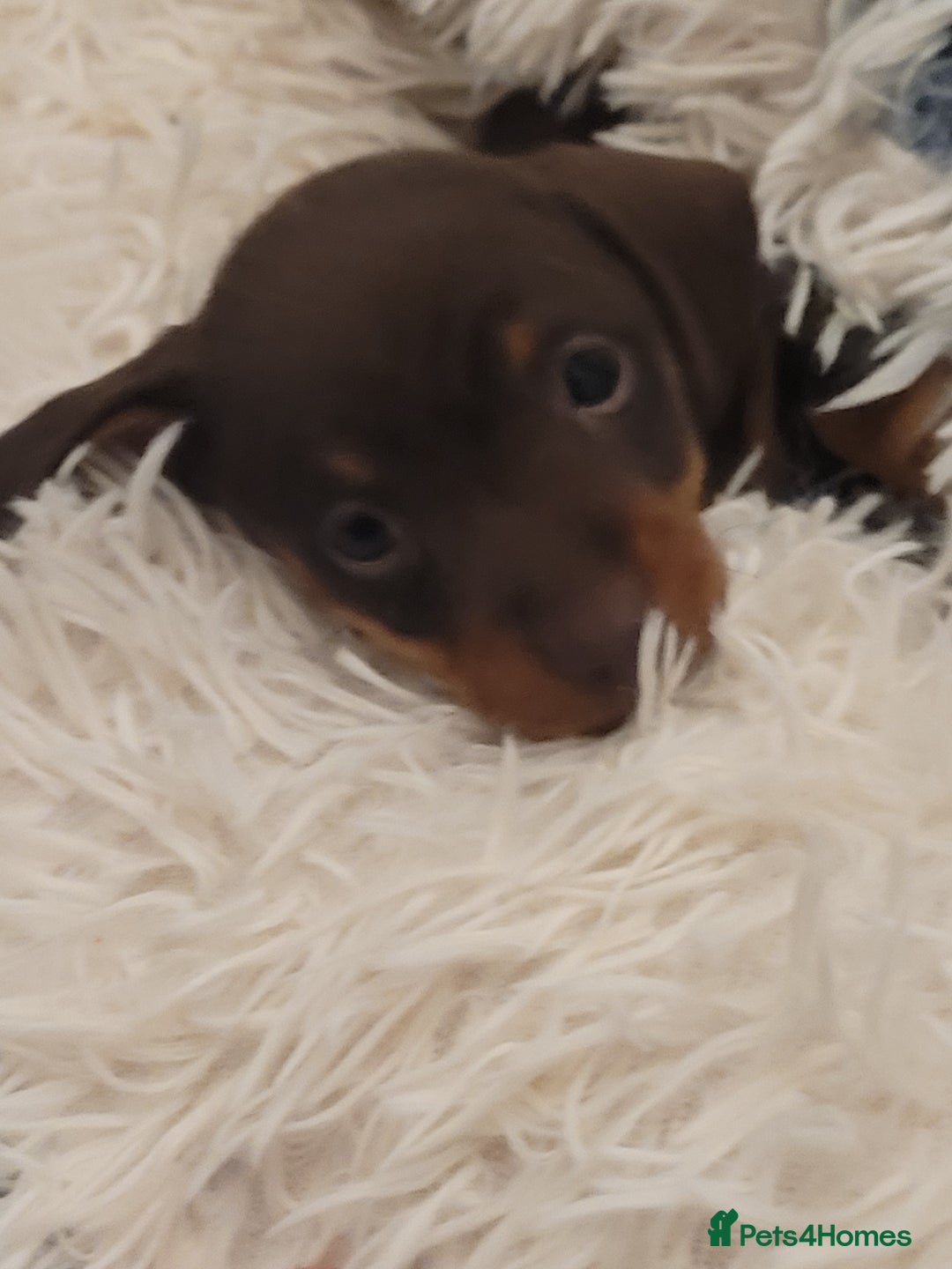 Miniature Dachshund dogs for sale: Miniature dachshund - Advert 1