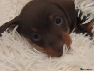 Miniature Dachshund dogs Miniature dachshund - Advert 1