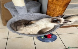 Ragdoll cats for sale: Ragdoll seal point girl GCCF reg - Image 3