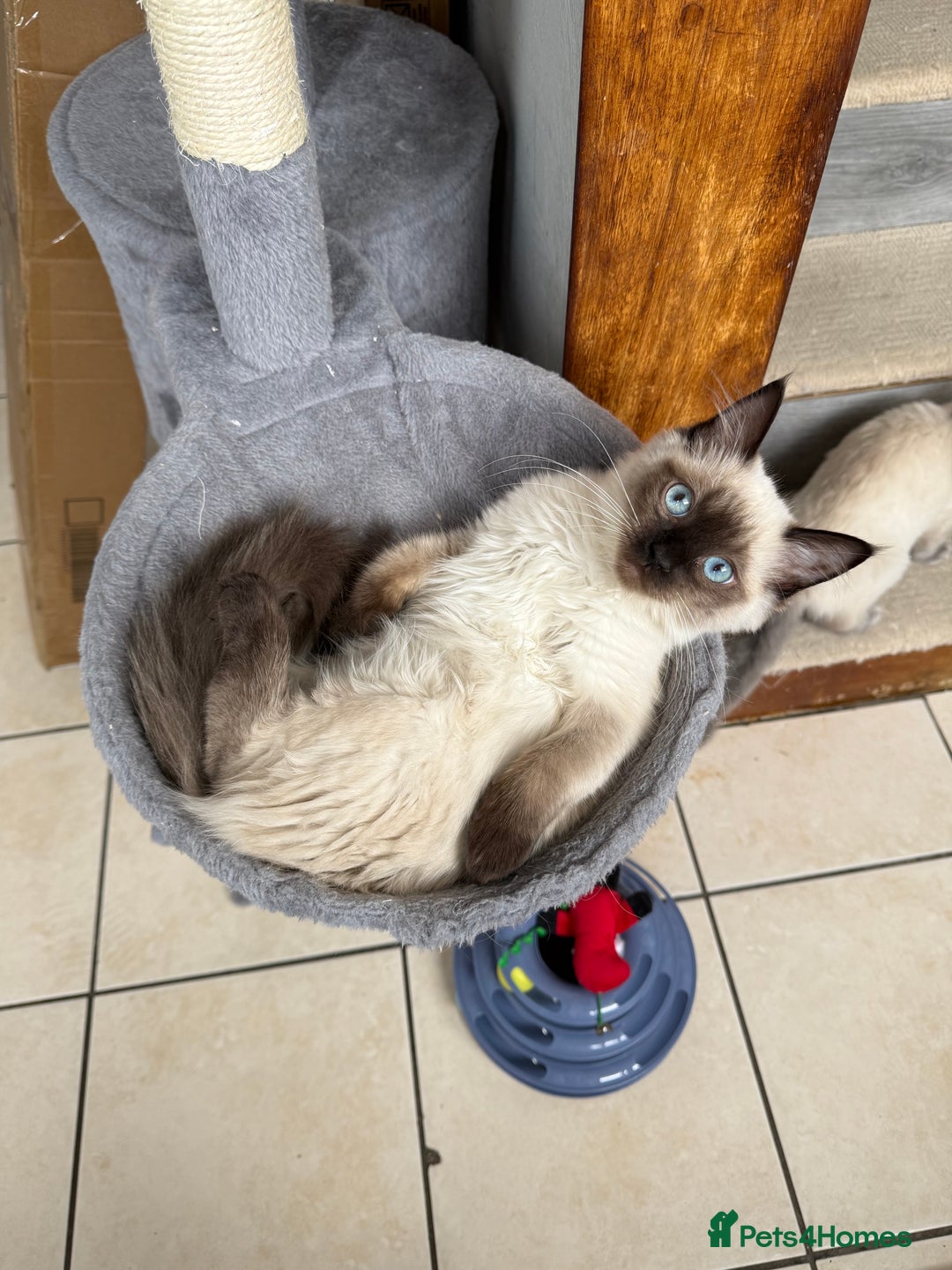 Ragdoll cats for sale: Ragdoll seal point girl GCCF reg - Image 3