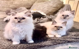 Ragdoll cats for sale: traditional Mitted ragdoll’s - Advert 1