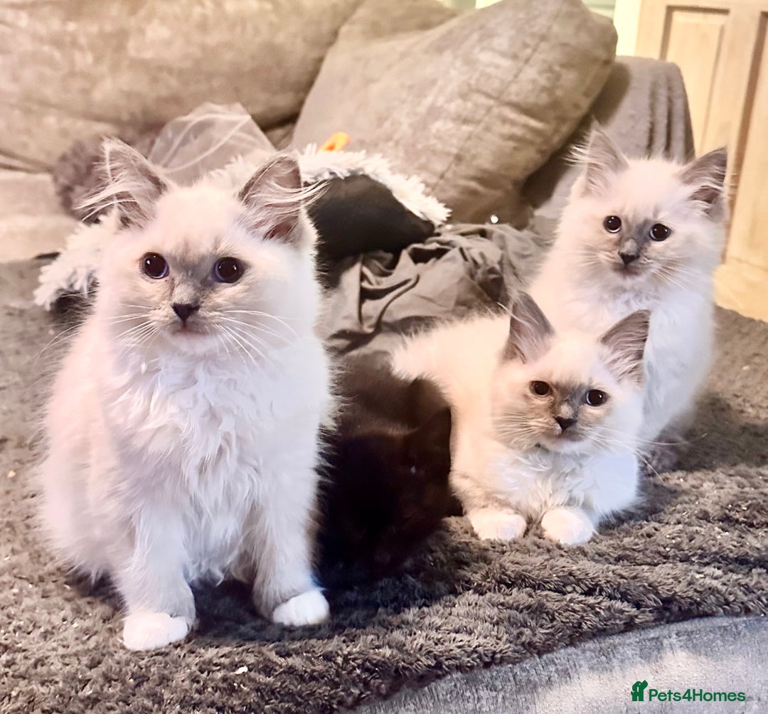 Ragdoll cats for sale: traditional Mitted ragdoll’s - Advert 1
