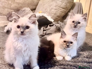 Ragdoll cats - Advert 14