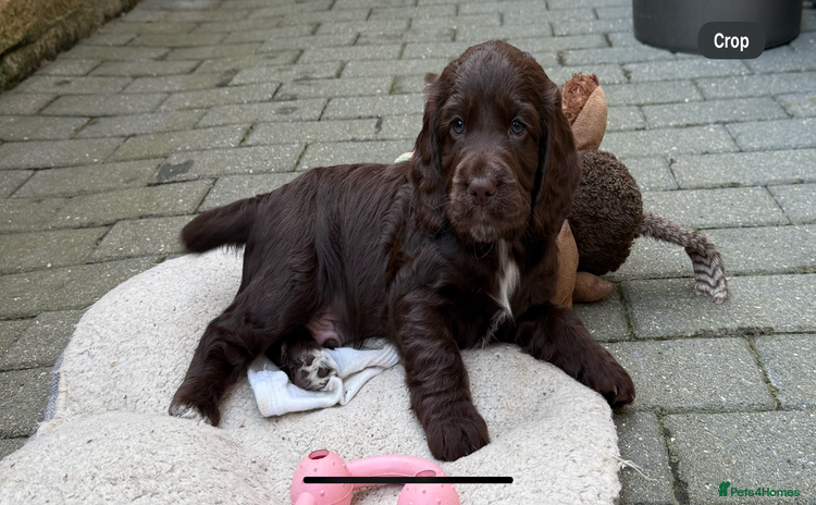 Cocker Spaniel dogs - Advert 14