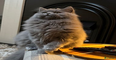 British Shorthair cats - Advert 5