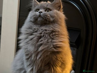 British Shorthair cats - Advert 2